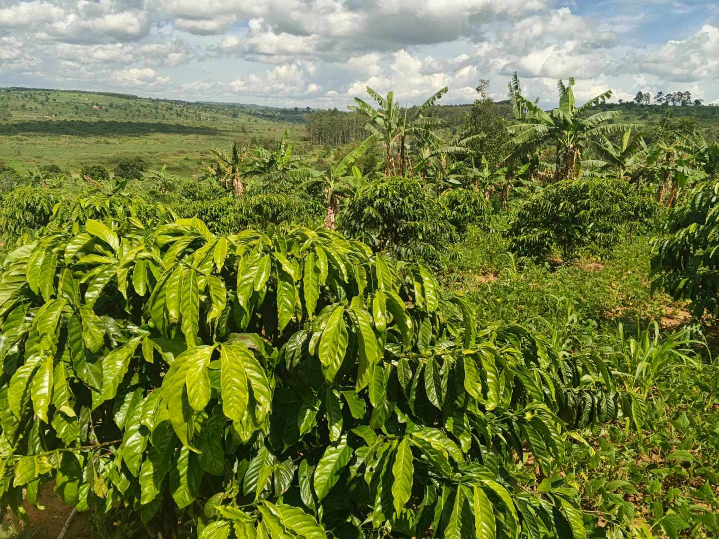 10 Acres of Farmland for Sale in Kakungube, Kassanda – 5mtrs off the main