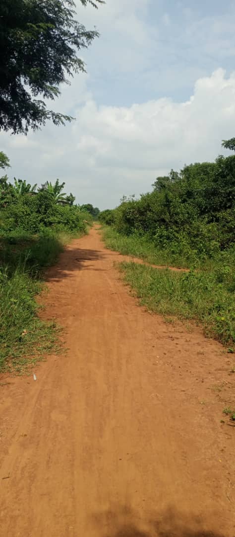 100 Acres of Fertile Farmland for Sale in Kikyusa Kayonza, Luwero