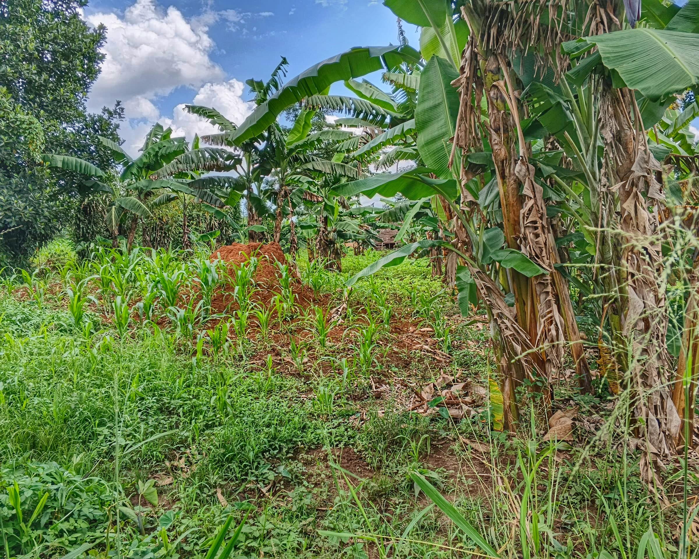 14-Acre Productive Farm for Sale in Kikandwa, Mityana – 1km Off Tarmac