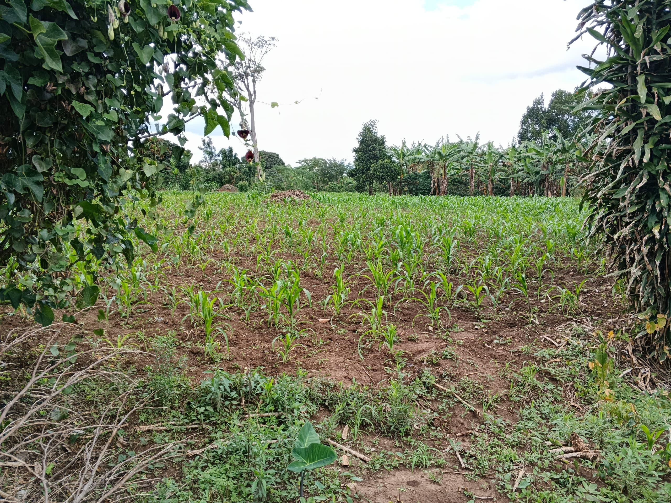 14 Acres for Sale in Kikandwa Mityana – 1km from Tarmac