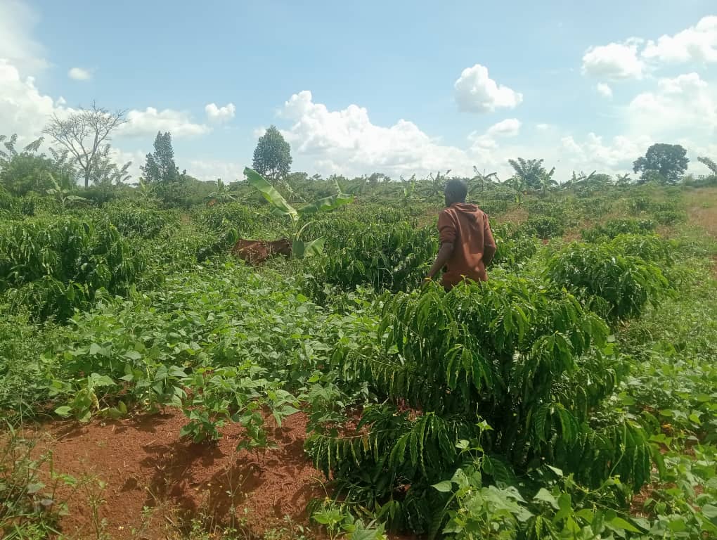 18 Acres of Titled Productive Farmland for Sale in Kalagala, Nakaseke