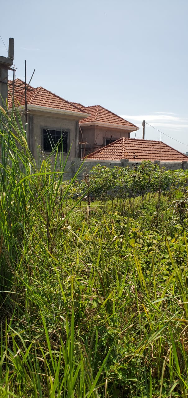 2 plots available in Sisa Sanda, each measuring 50×100ft.  
