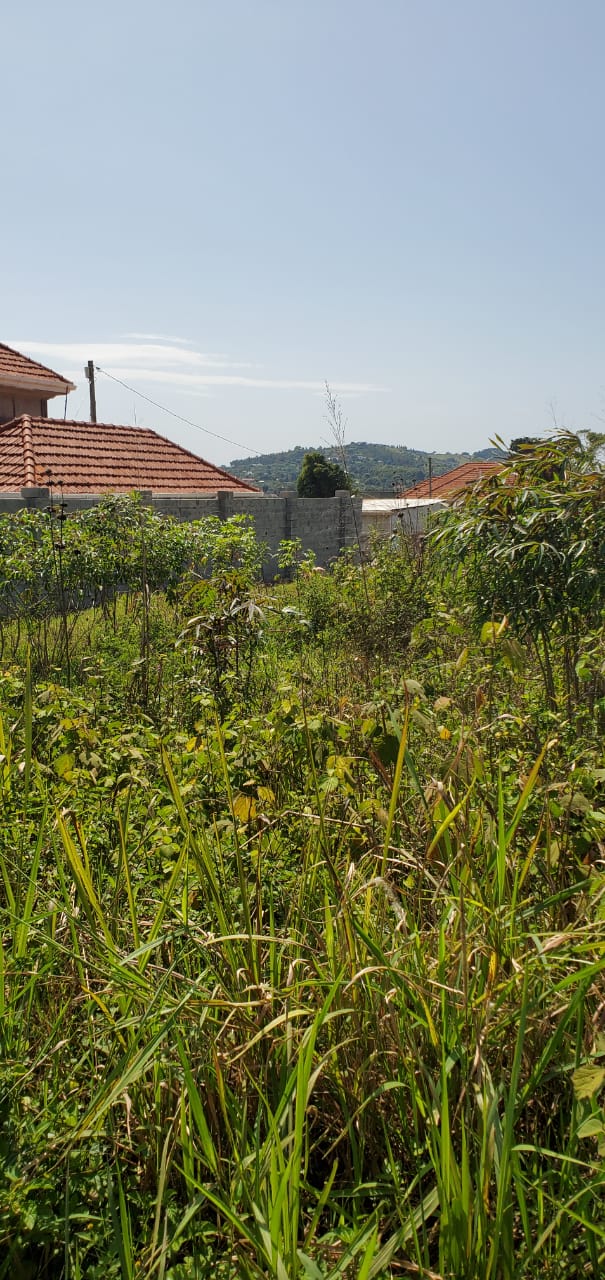 2 plots available in Sisa Sanda, each measuring 50×100ft.  