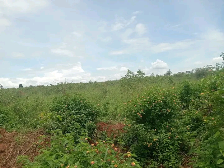 25 Acres of Titled Farm Land for Sale in Kyaluweesi, Nakaseke