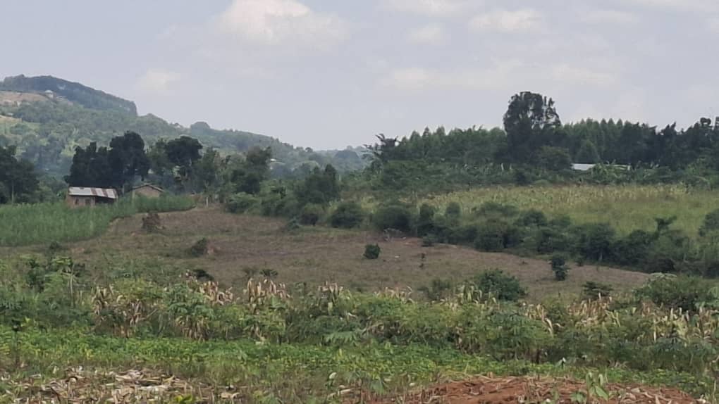 30-Acre Farmland for Sale in Kikonge, Mityana Road