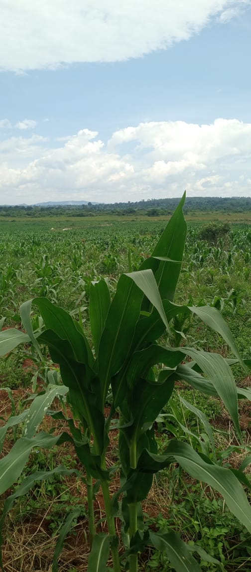 30 Acres of Prime Farmland for Sale in Butalangu, Kiwoko (Nakaseke)