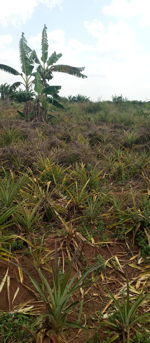 50-Acre Farmland for Sale in Kalagala, Nakaseke