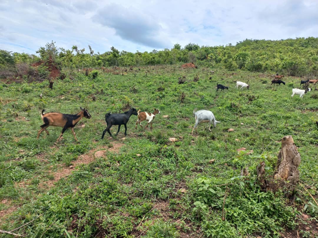 50 Acres of Prime Land in Luwero Kasana for Sale!