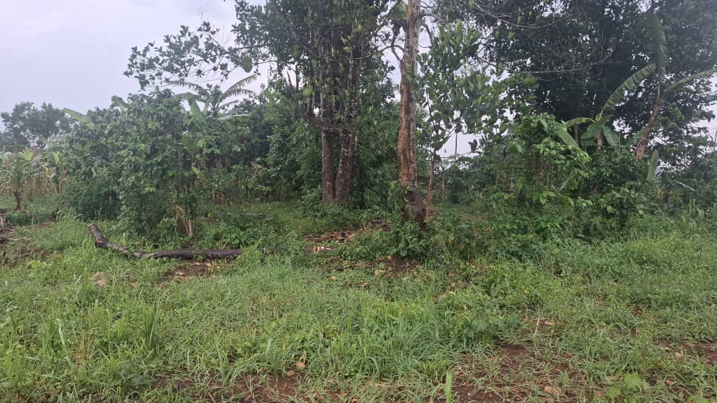 50 Decimals of Prime Land