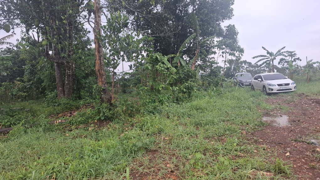 50 Decimals of Prime Land