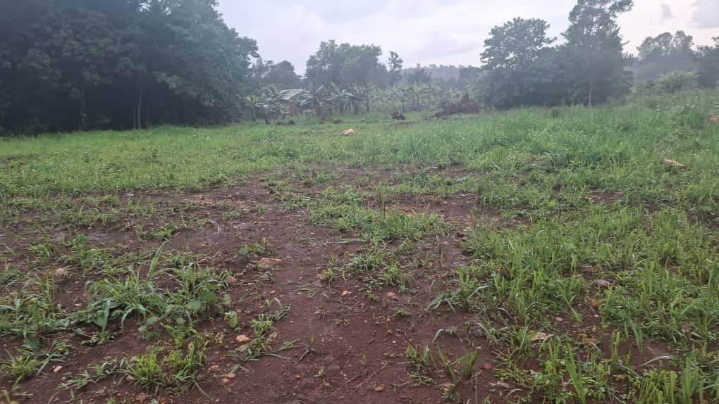 50 Decimals of Prime Land