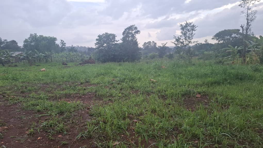 50 Decimals of Prime Land