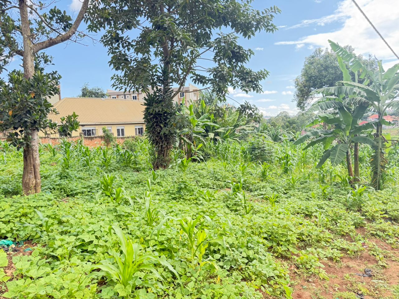 50ft x 100ft Plot for Sale in Namugongo Sonde – 100mtrs off the main
