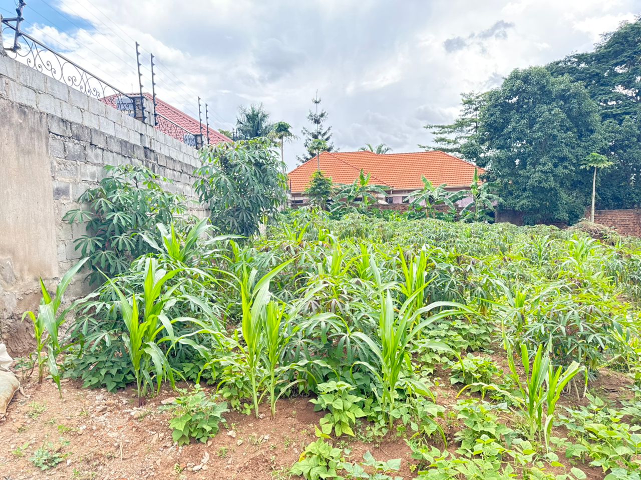 50ft x 100ft Plot for Sale in Namugongo Sonde