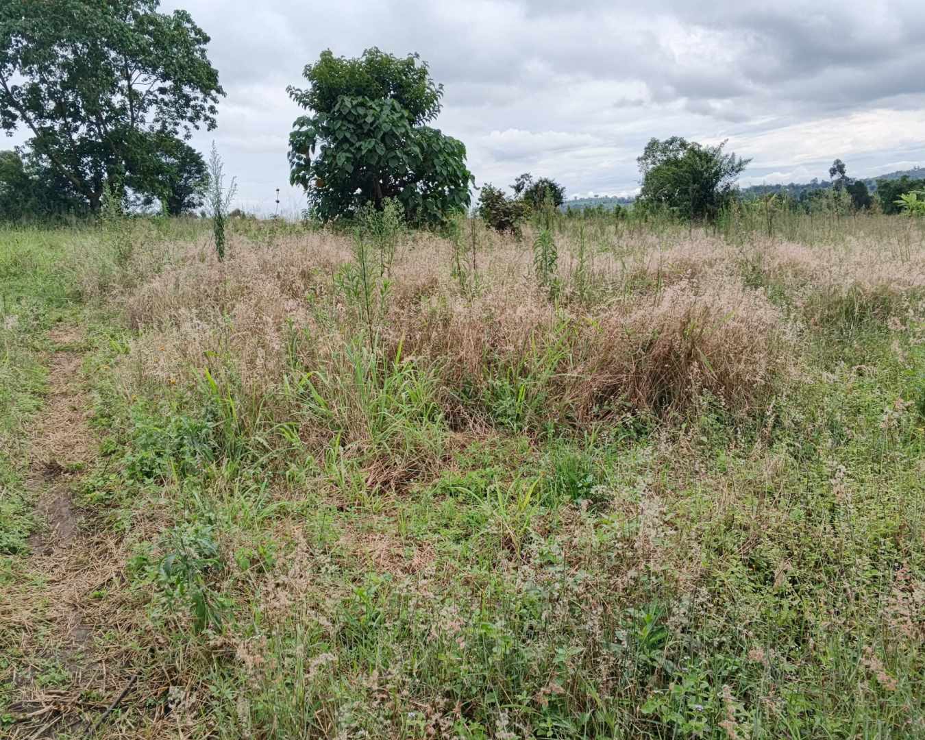 67 Acres of Farmland for Sale in Kalonga, Mubende – 1km off the main