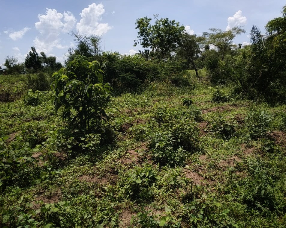 68 Acres of Prime Fertile Farmland for Sale in Wamika, Busunju