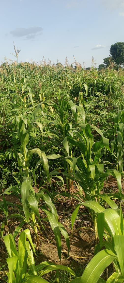 7 Acres of Prime Farmland for Sale in Kikyusa, Buzzibwera