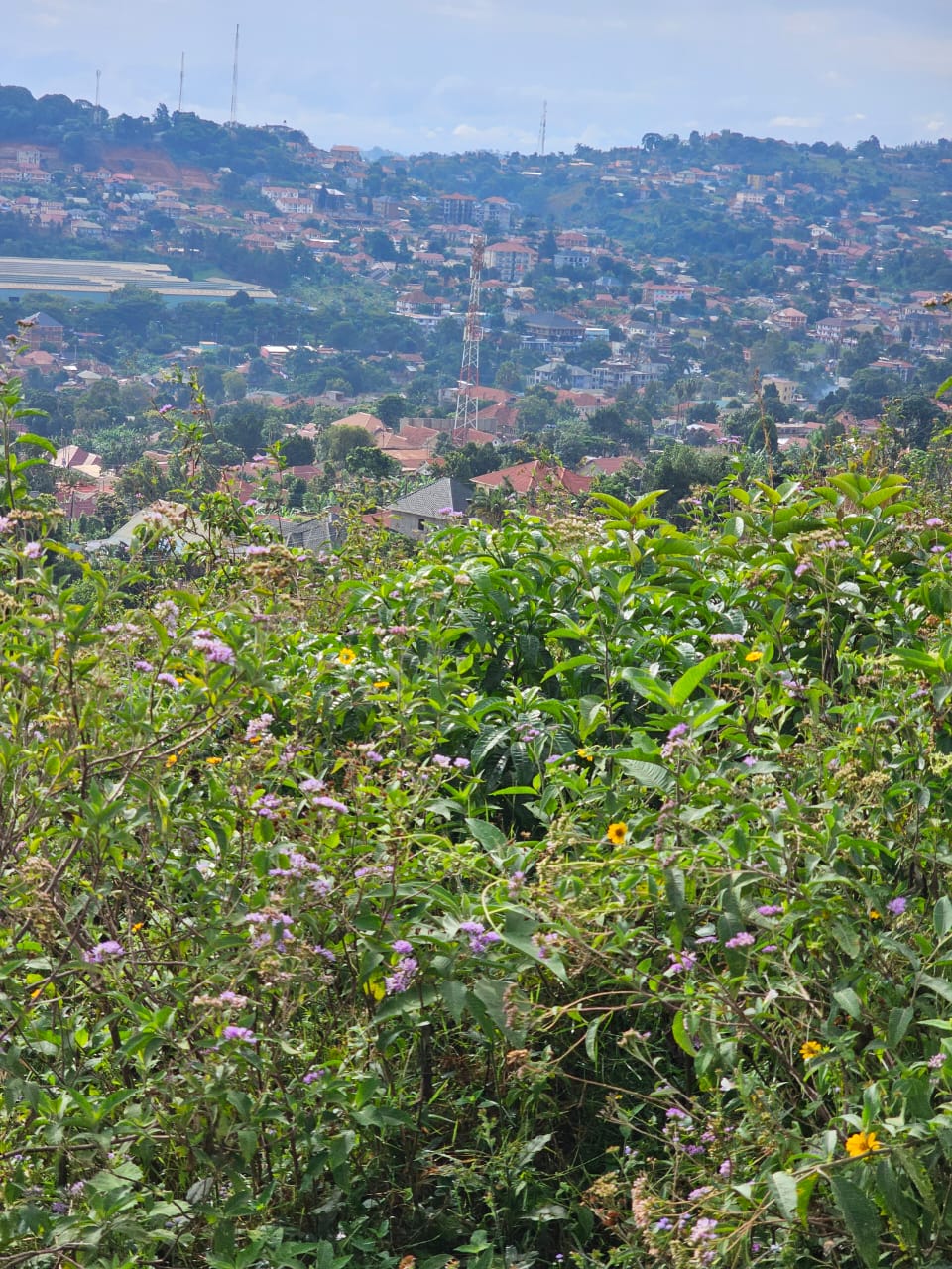 Bunamwaya Hilltop Land for Sale 2 Acres with Title – Real Estate Investment Opportunity in Kampala  