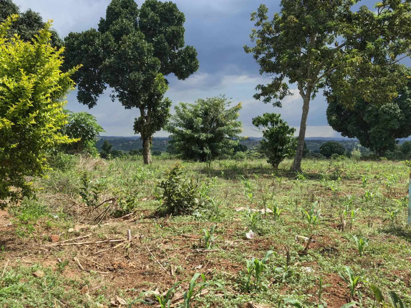 Expansive 104-Acre Titled Farmland for Sale in Mityana Municipality