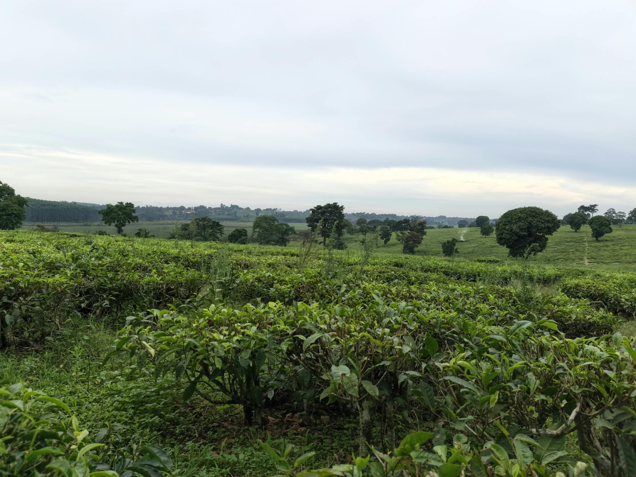 Expansive 104-Acre Titled Farmland for Sale in Mityana Municipality