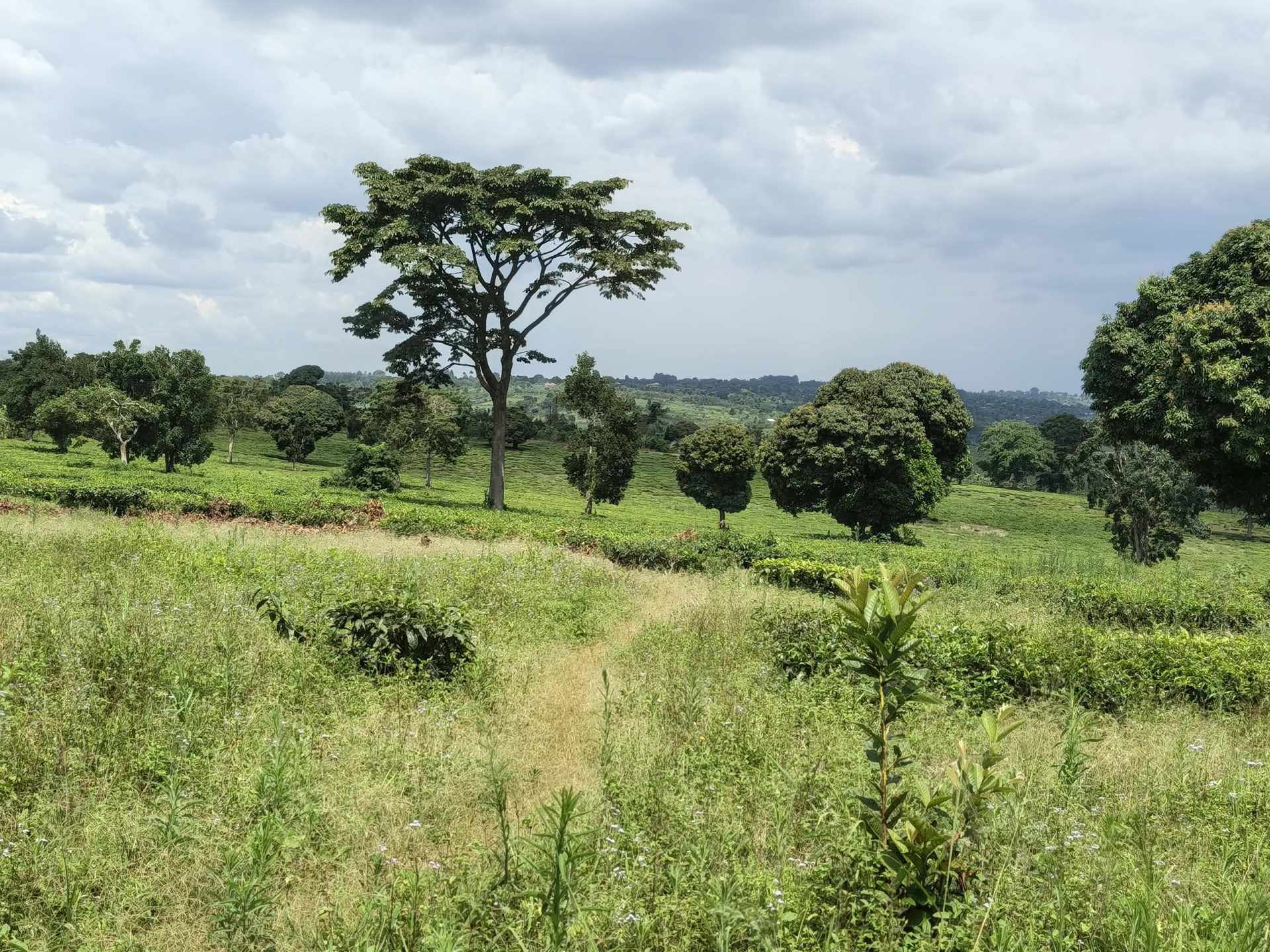Expansive 104-Acre Titled Farmland for Sale in Mityana Municipality