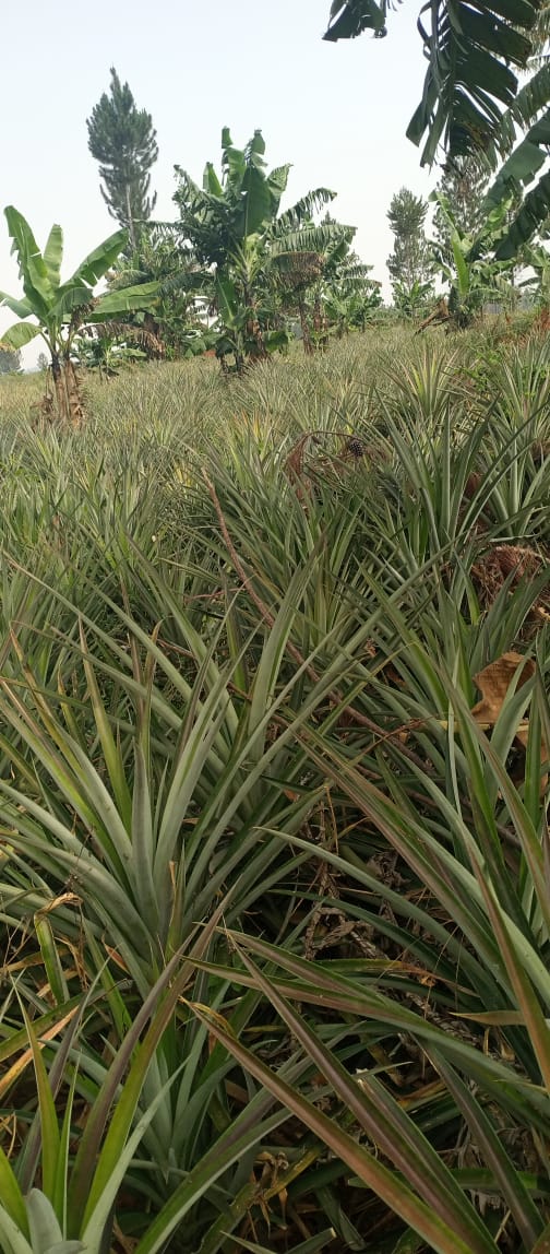 Expansive 470-Acre Titled Farmland for Sale in Luweero – Kikyusa (Kamira)