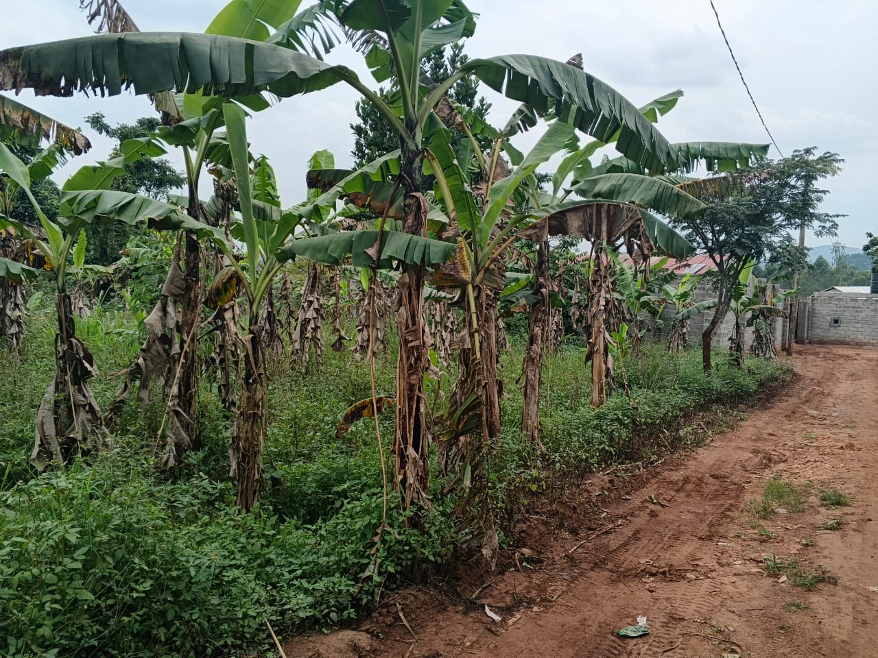 Investment Opportunity: 1 Acre Land in Gayaza Busiika | Ideal for Subdivision