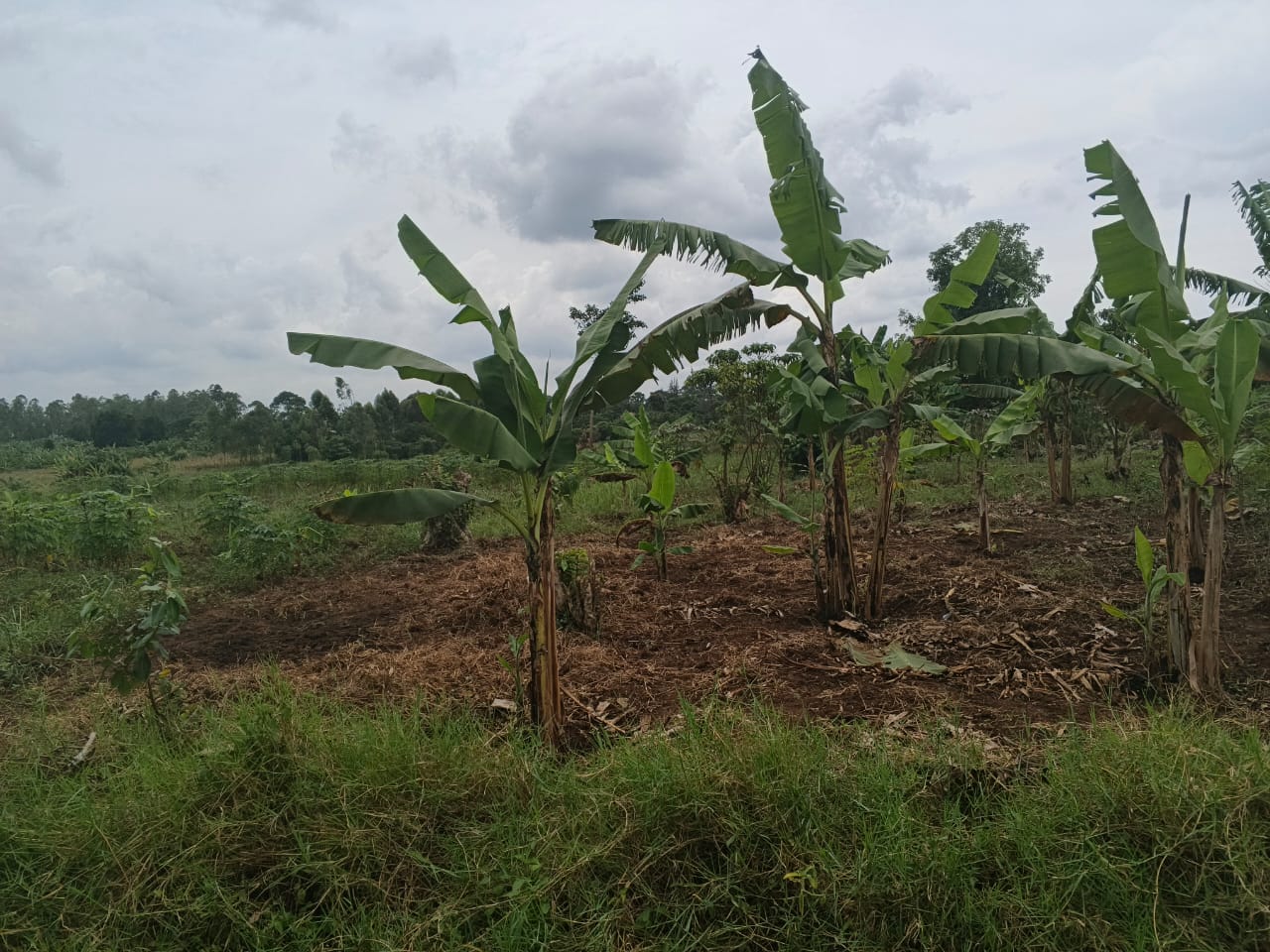 Plot for sale in Busiika Janda, 1km off the tarmac.  