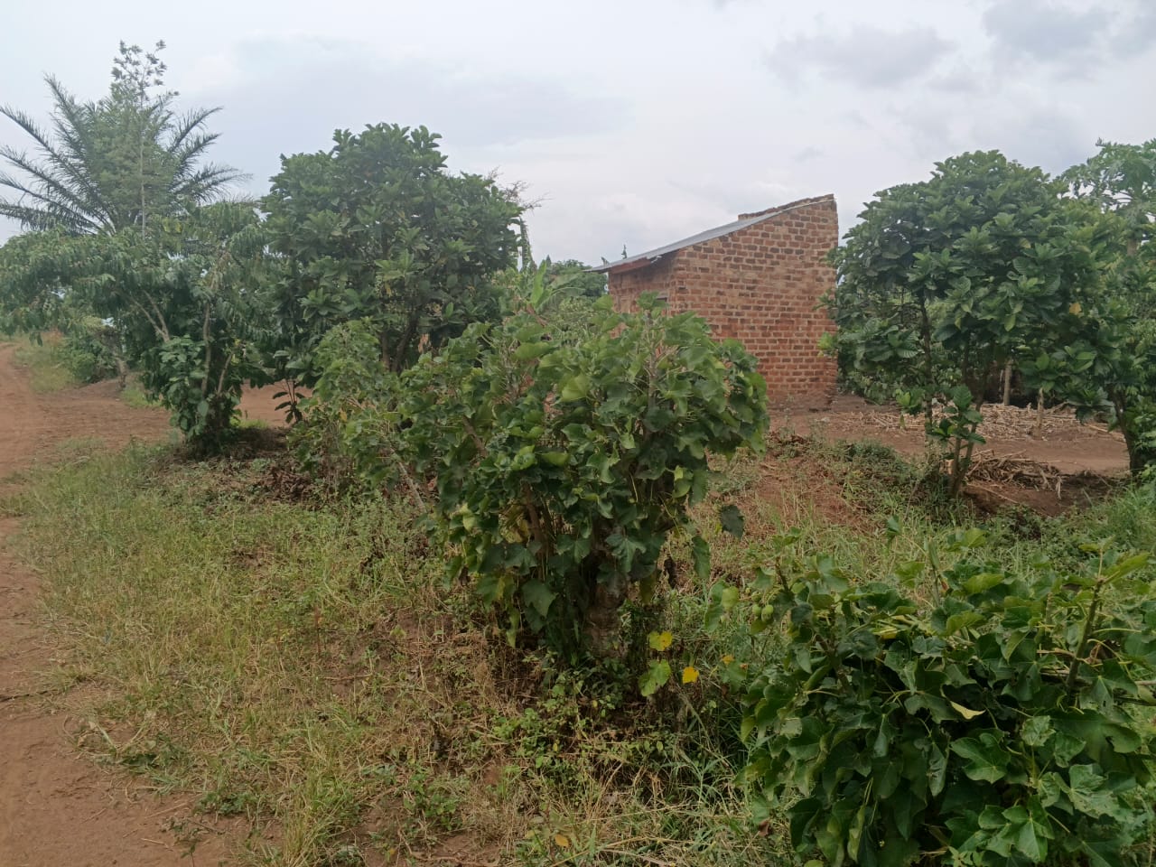 Plot for sale in Busiika Janda, 1km off the tarmac.  