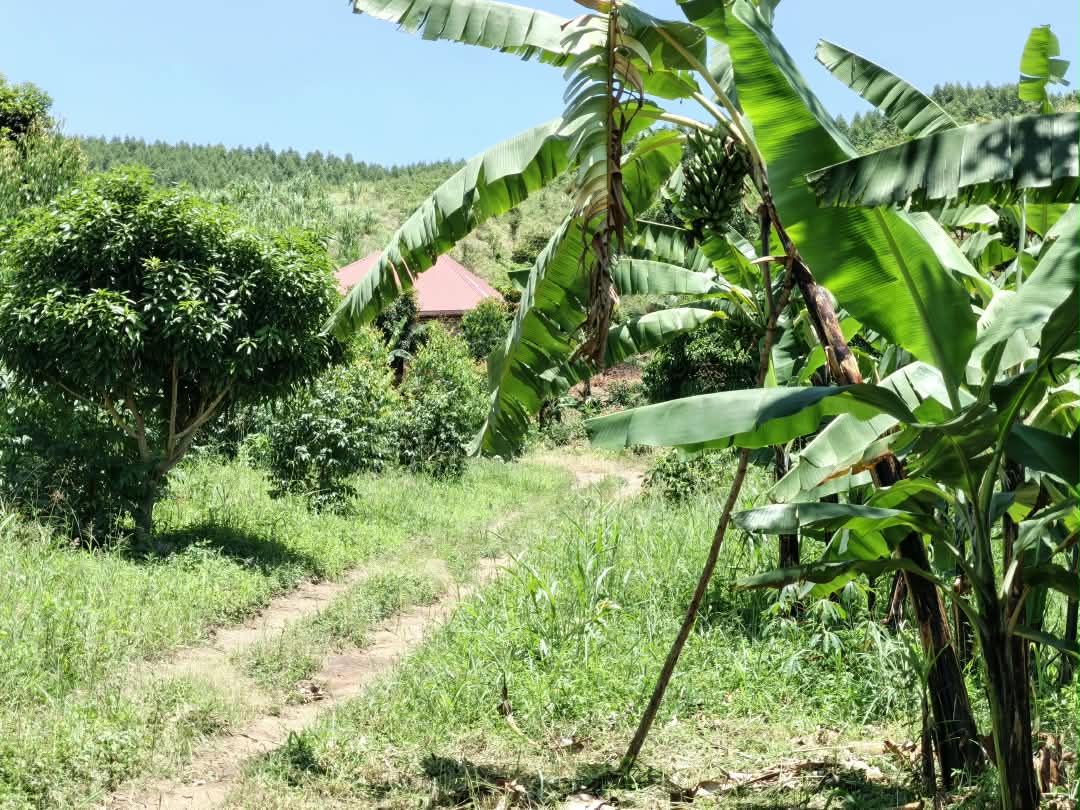 Prime 1-Acre Subdivided Land for Sale in Mpirigwa – Mityana Road