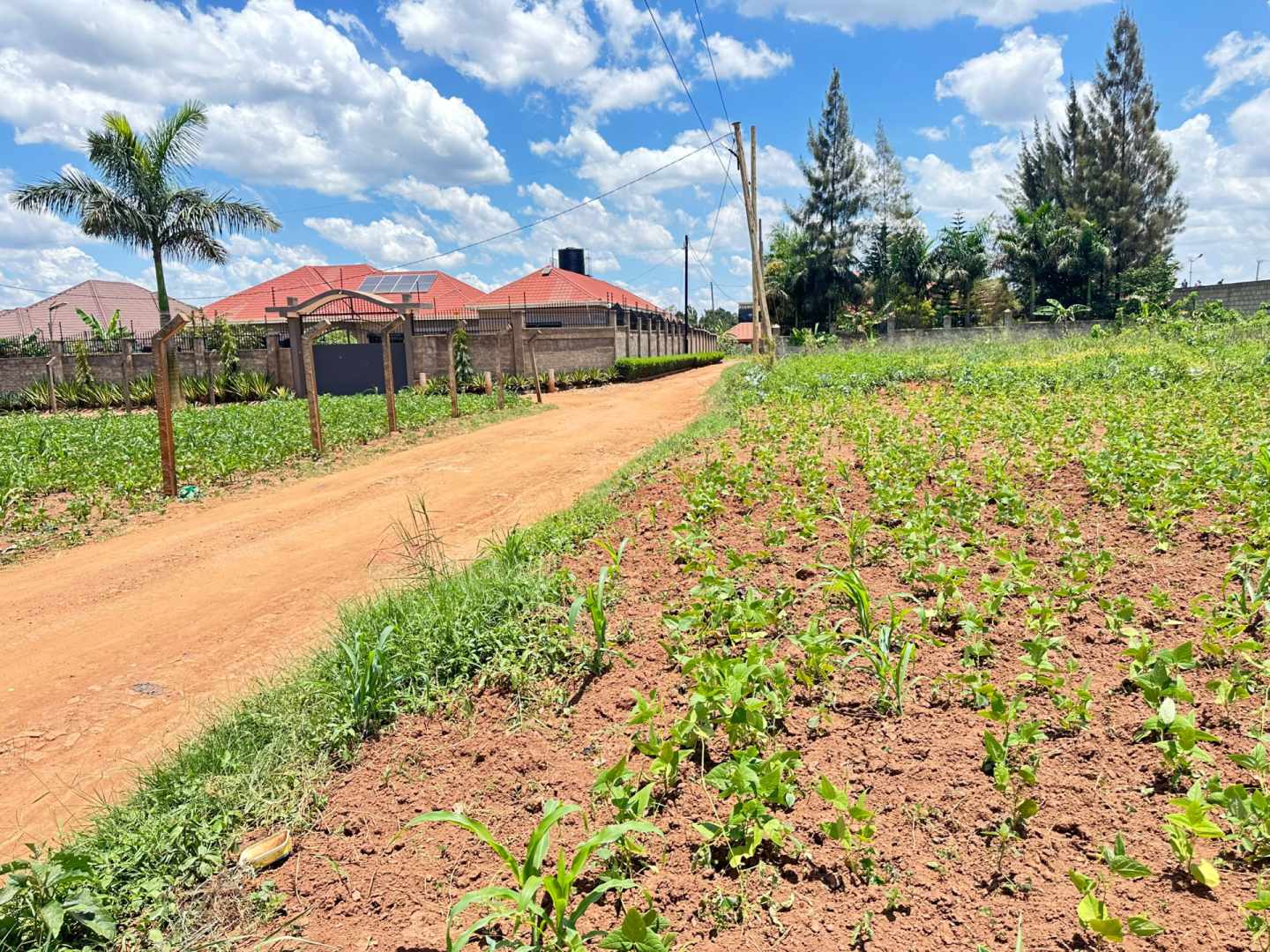 Prime 100ft x 100ft Plot for Sale in Kira – Nakwero